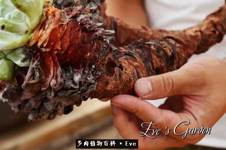 仙女杯多肉夏天大量消耗叶片,多肉植物拇指仙女杯