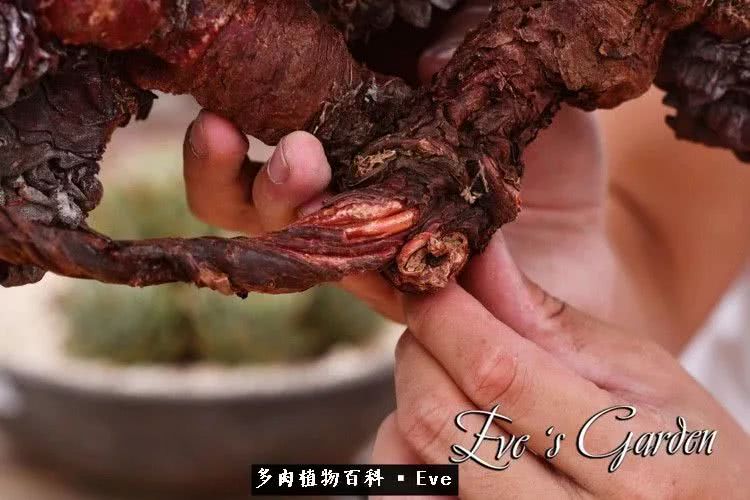 仙女杯多肉夏天大量消耗叶片,多肉植物拇指仙女杯