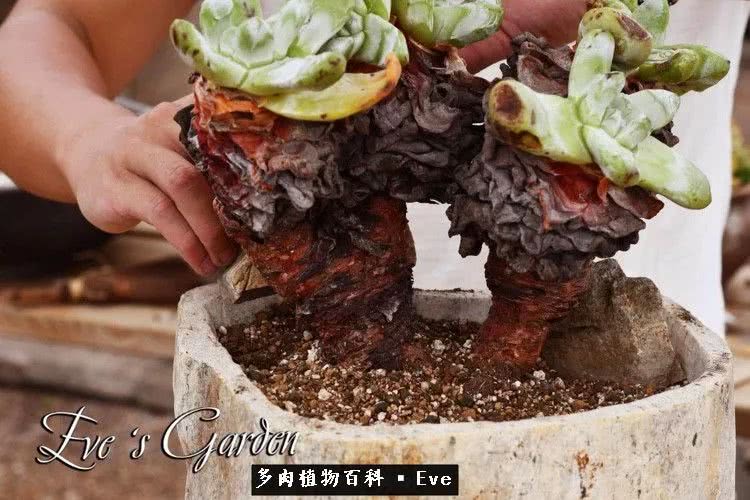 仙女杯多肉夏天大量消耗叶片,多肉植物拇指仙女杯