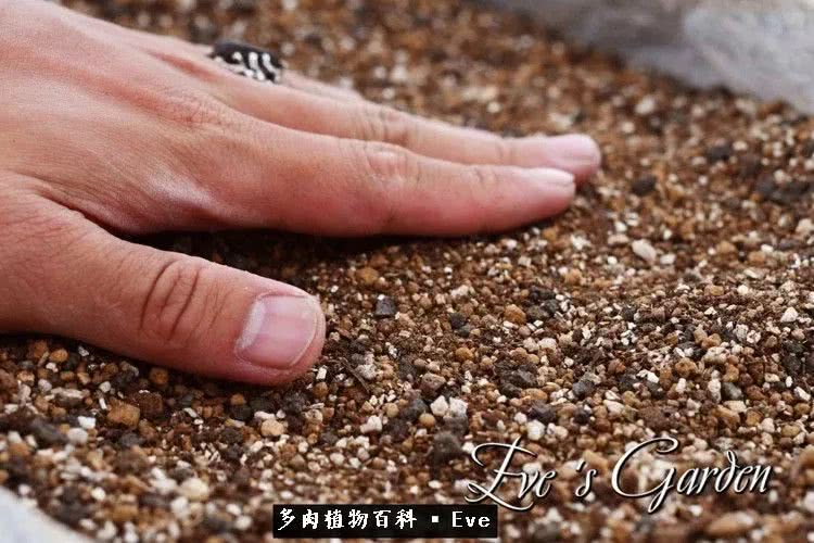 仙女杯多肉夏天大量消耗叶片,多肉植物拇指仙女杯