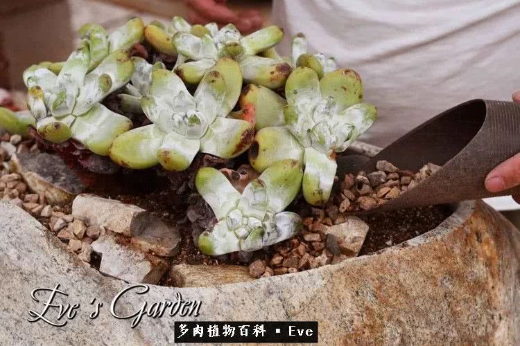 仙女杯多肉夏天大量消耗叶片,多肉植物拇指仙女杯