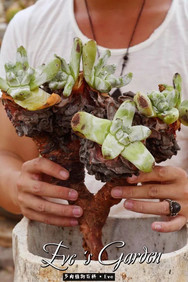 仙女杯多肉夏天大量消耗叶片,多肉植物拇指仙女杯