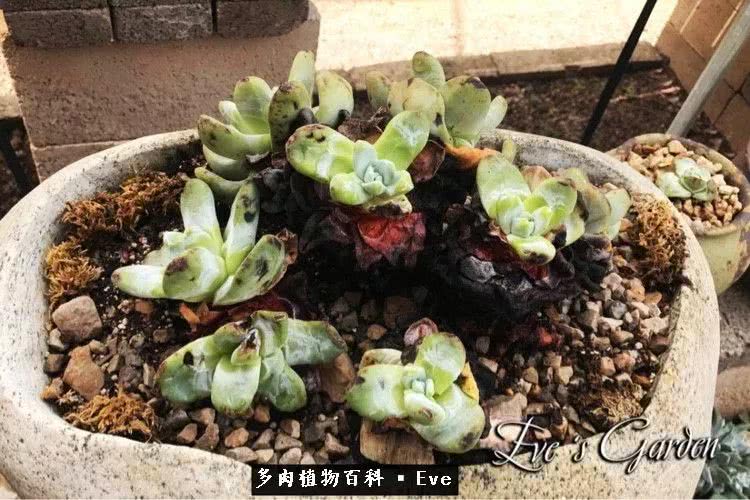 仙女杯多肉夏天大量消耗叶片,多肉植物拇指仙女杯