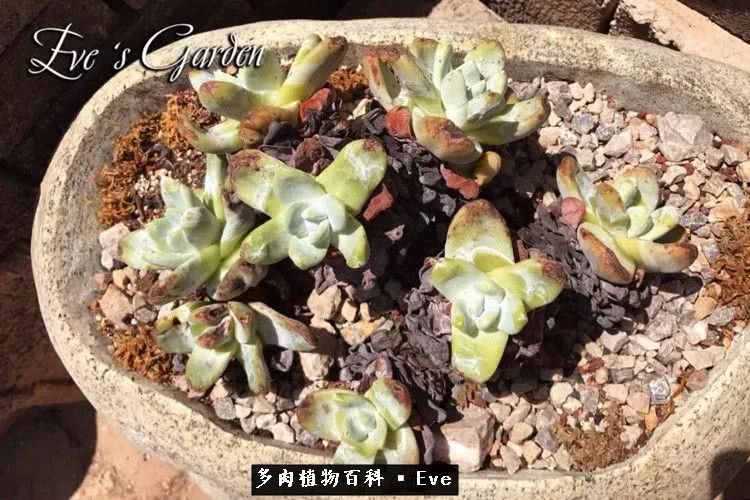 仙女杯多肉夏天大量消耗叶片,多肉植物拇指仙女杯