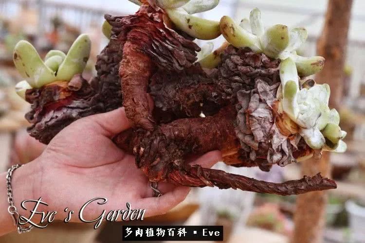 仙女杯多肉夏天大量消耗叶片,多肉植物拇指仙女杯