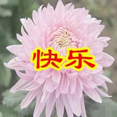 今日父亲节,6朵吉祥的花送给天下所有的父亲,愿你们健康幸福