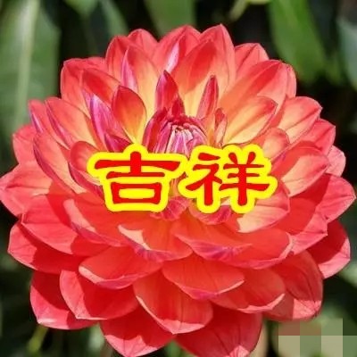 今日父亲节,6朵吉祥的花送给天下所有的父亲,愿你们健康幸福