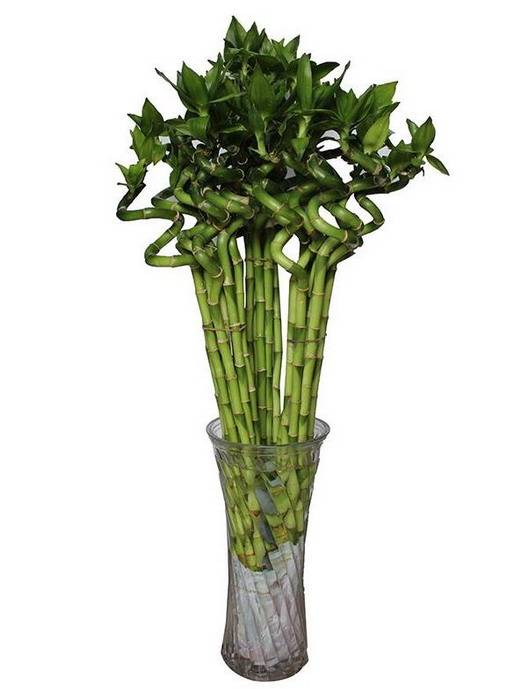 养殖富贵竹叶子黄了怎么办,转运竹叶子发黄怎么办