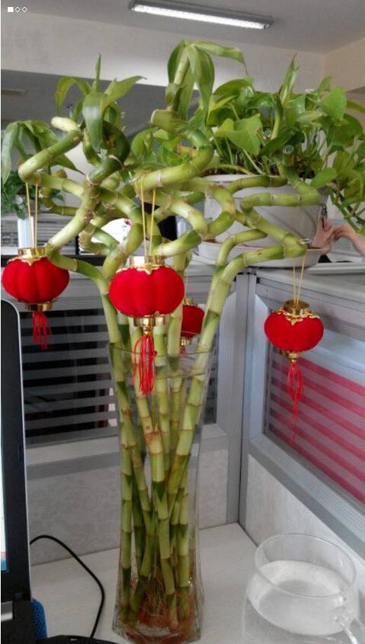 养殖富贵竹叶子黄了怎么办,转运竹叶子发黄怎么办