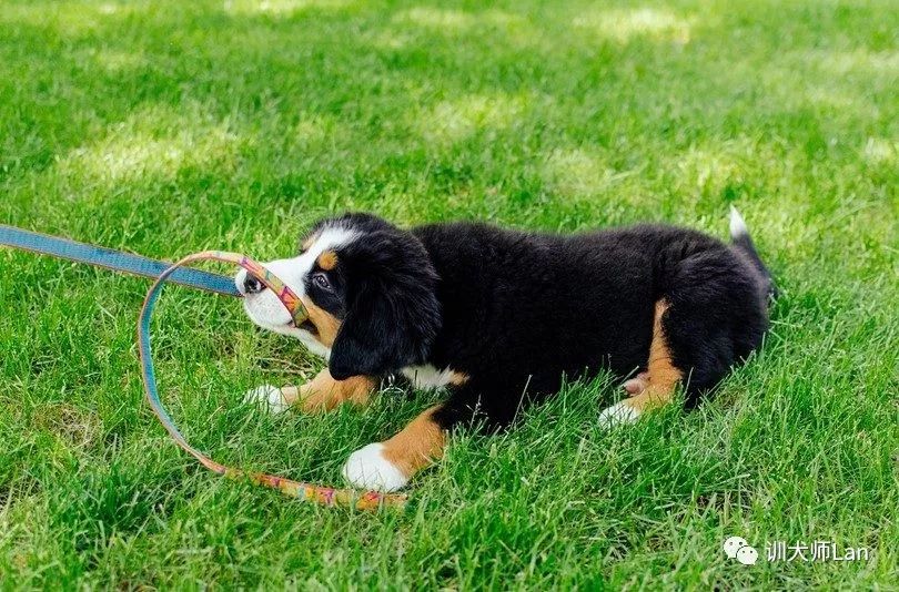 遛狗把牵引绳放了狗狗就不走了,遛狗的时候狗总是咬牵引带怎么办