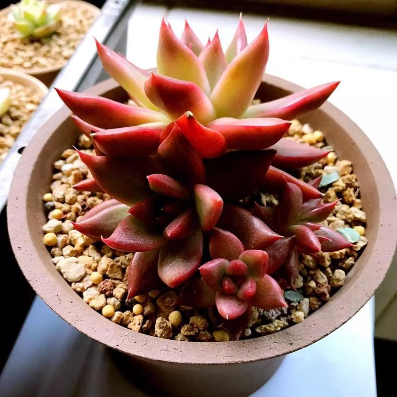 多肉植物老掉叶子是怎么了,多肉植物总是掉叶子是什么原因