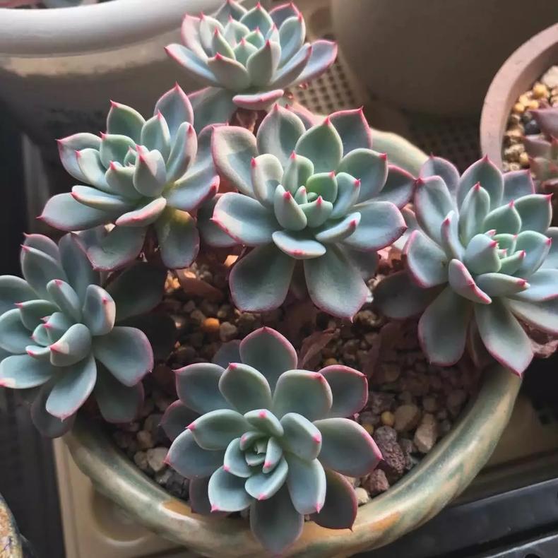 多肉植物老掉叶子是怎么了,多肉植物总是掉叶子是什么原因