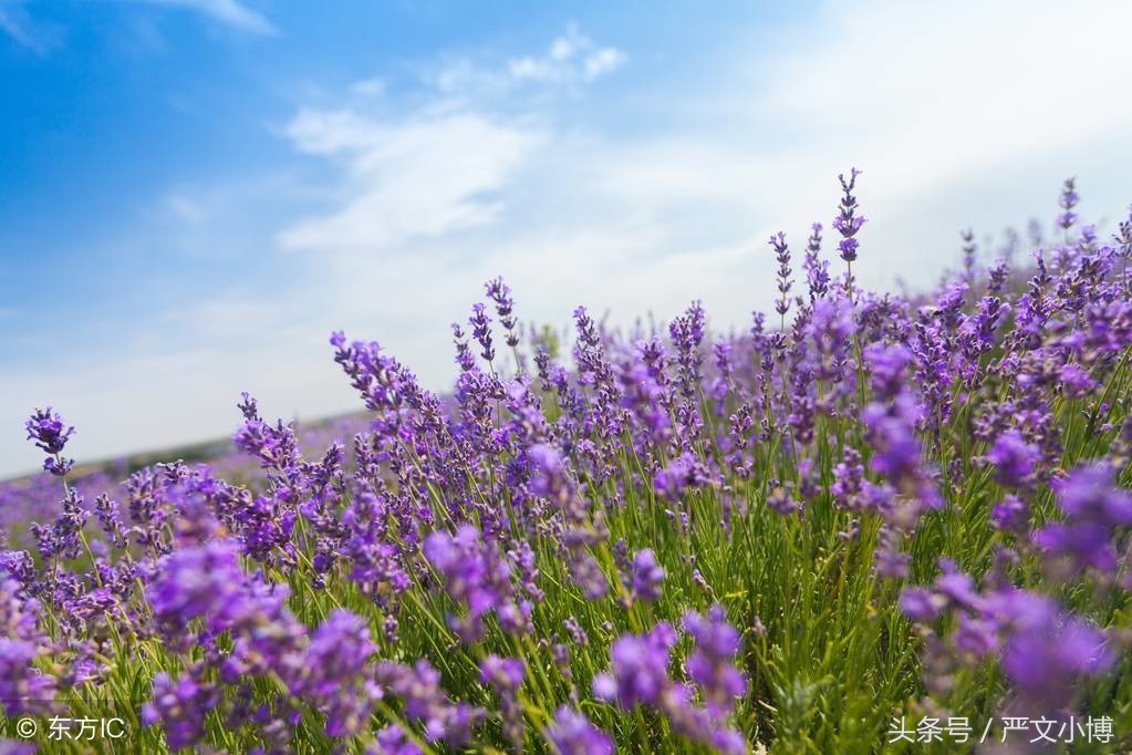 薰衣草香有美容作用吗,薰衣草有哪些效果