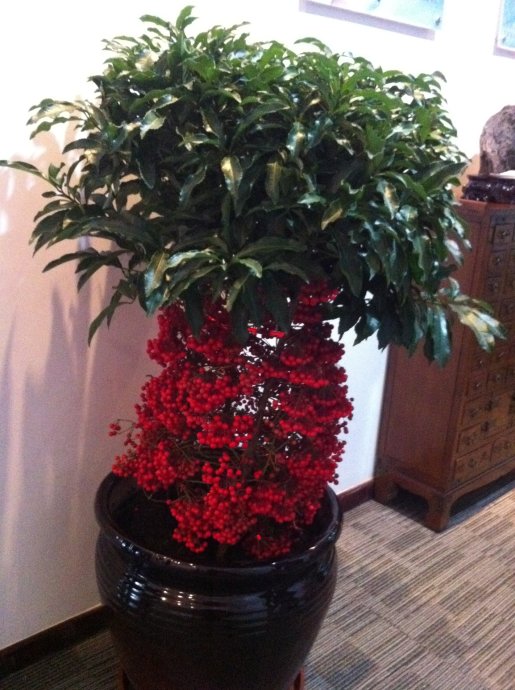 金玉满堂有什么讲究和禁忌,金玉满堂植物的意思和寓意