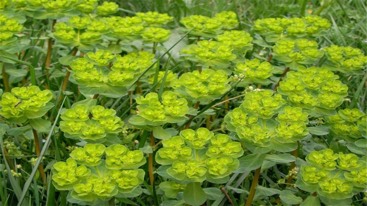 农村流白色乳汁的野草，老人说千万不能碰，眼睛会瞎，你认识吗