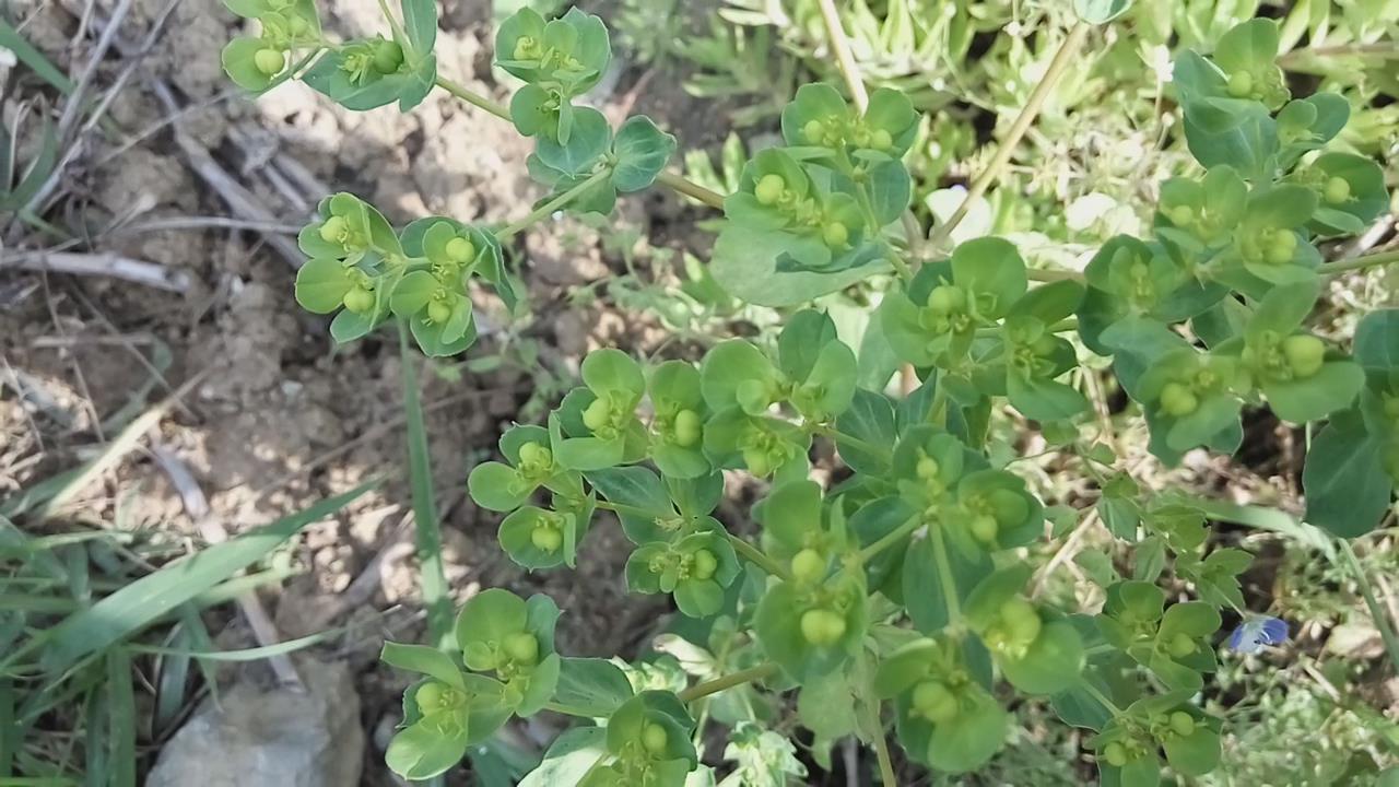农村流白色乳汁的野草，老人说千万不能碰，眼睛会瞎，你认识吗