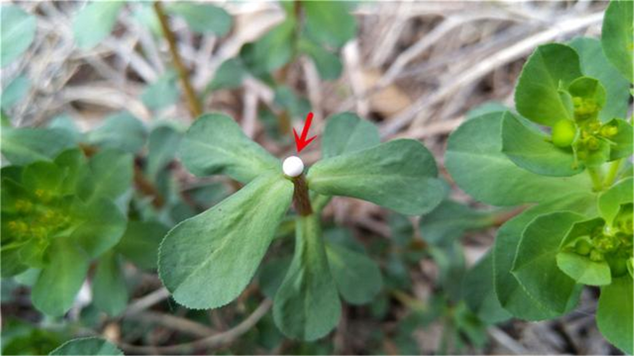 农村流白色乳汁的野草，老人说千万不能碰，眼睛会瞎，你认识吗