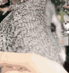 冲着梅西和阿根廷来的，却被一群“不务正业”的人圈了粉……