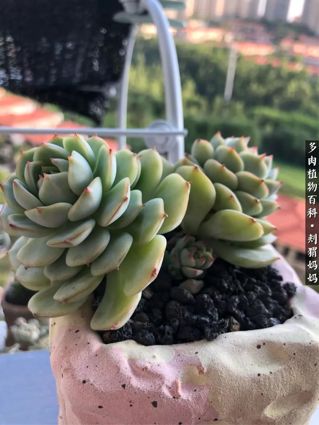 多肉如何度夏的方法,多肉夏天如何度夏