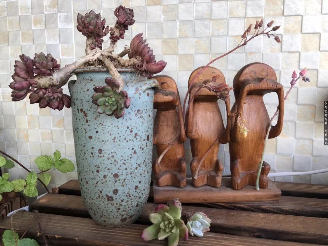 多肉如何度夏的方法,多肉夏天如何度夏