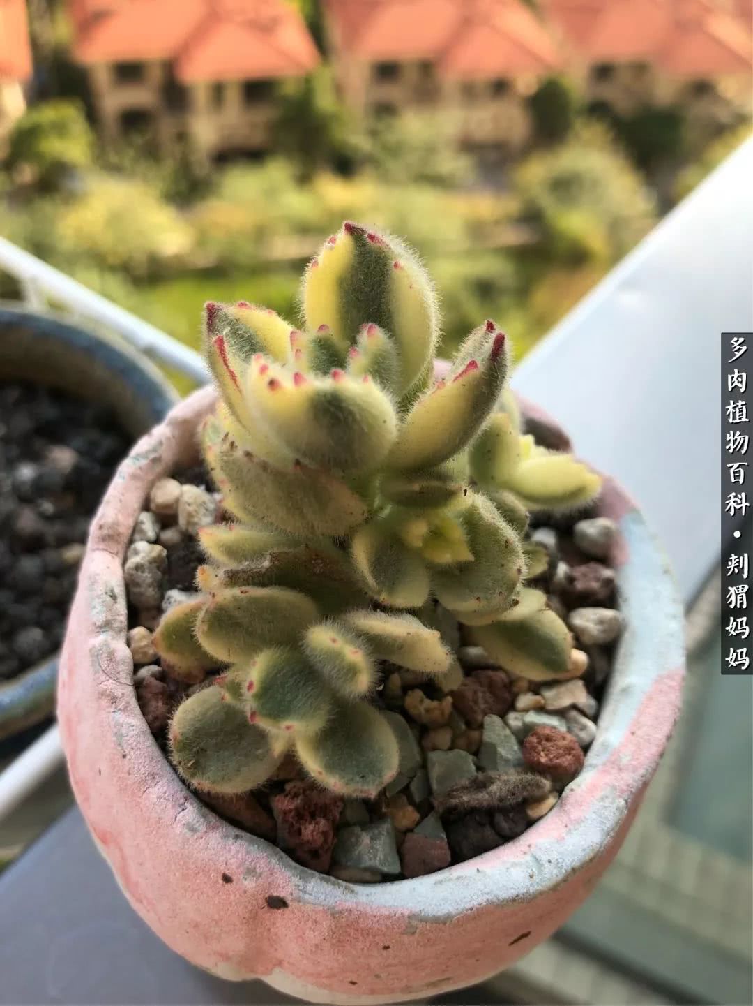 多肉如何度夏的方法,多肉夏天如何度夏