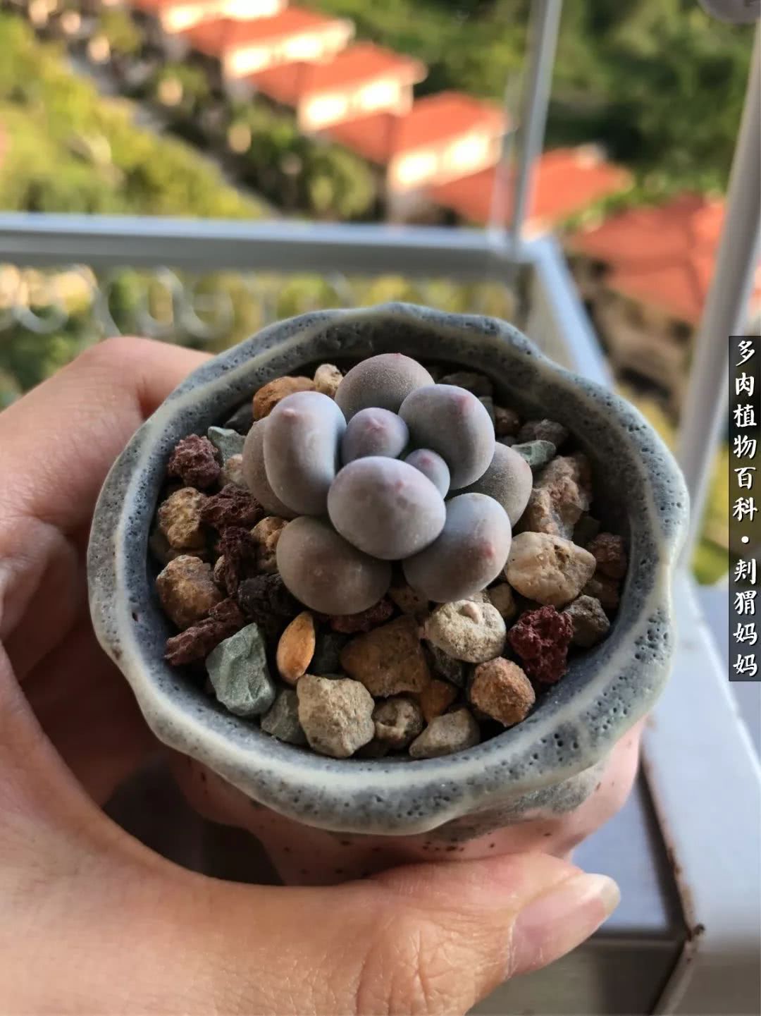 多肉如何度夏的方法,多肉夏天如何度夏