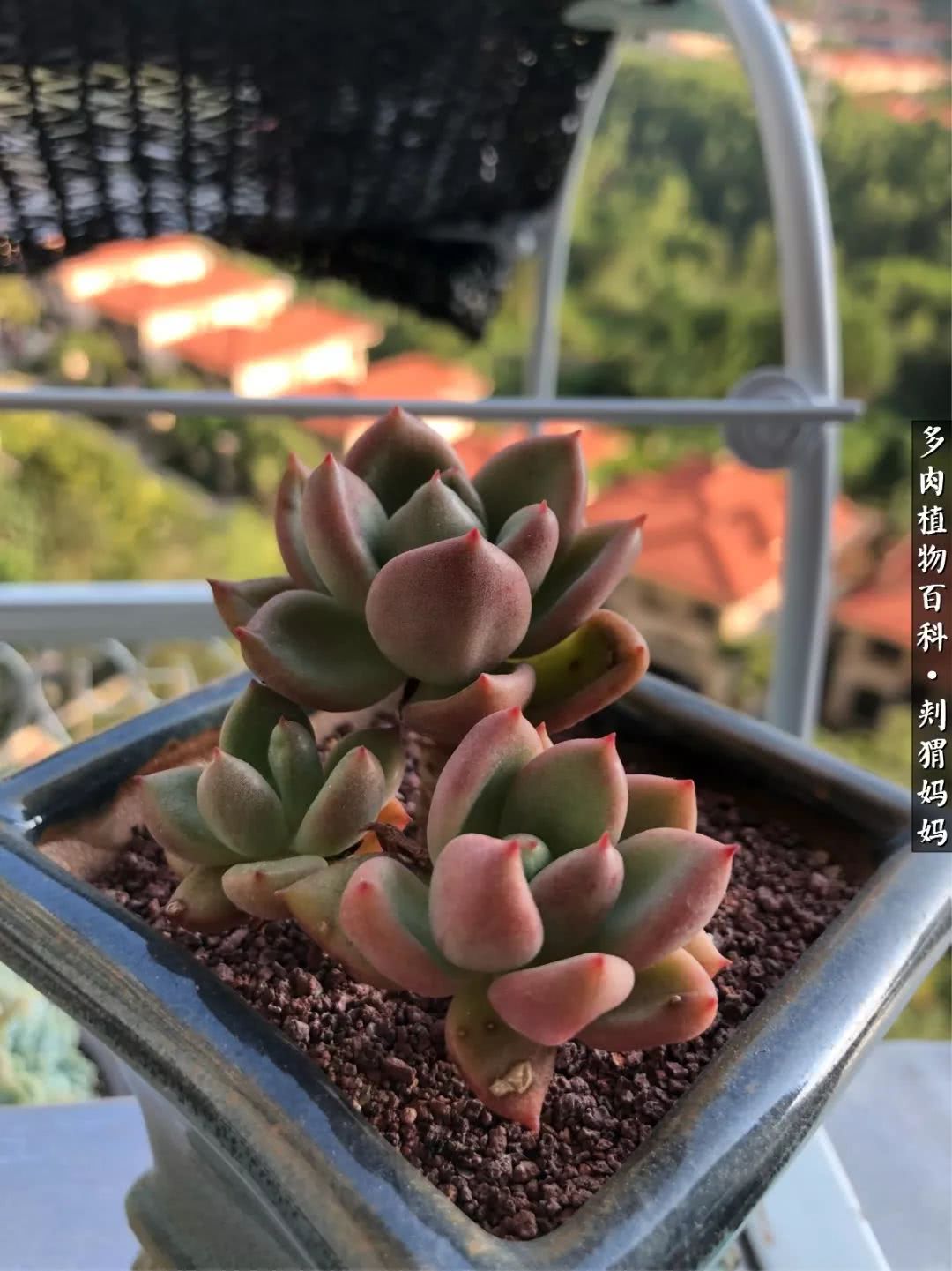 多肉如何度夏的方法,多肉夏天如何度夏