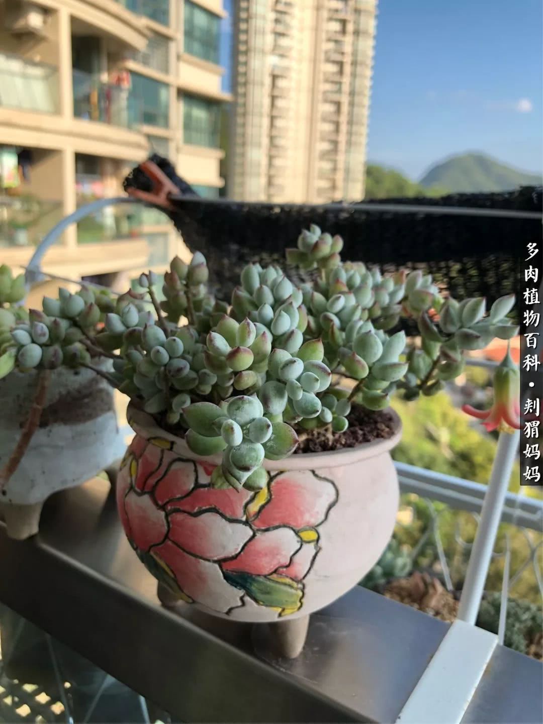 多肉如何度夏的方法,多肉夏天如何度夏