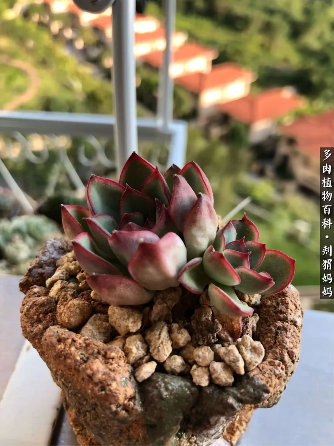 多肉如何度夏的方法,多肉夏天如何度夏