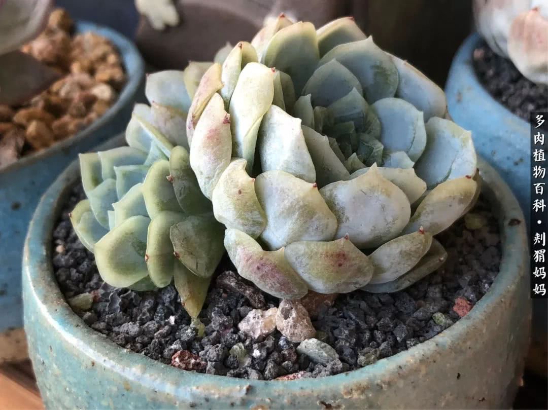 多肉如何度夏的方法,多肉夏天如何度夏