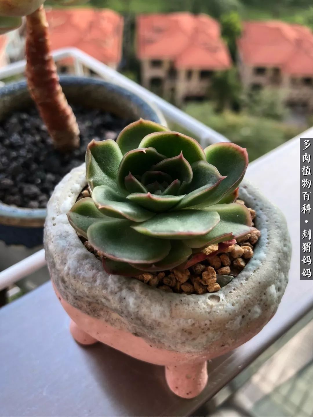 多肉如何度夏的方法,多肉夏天如何度夏