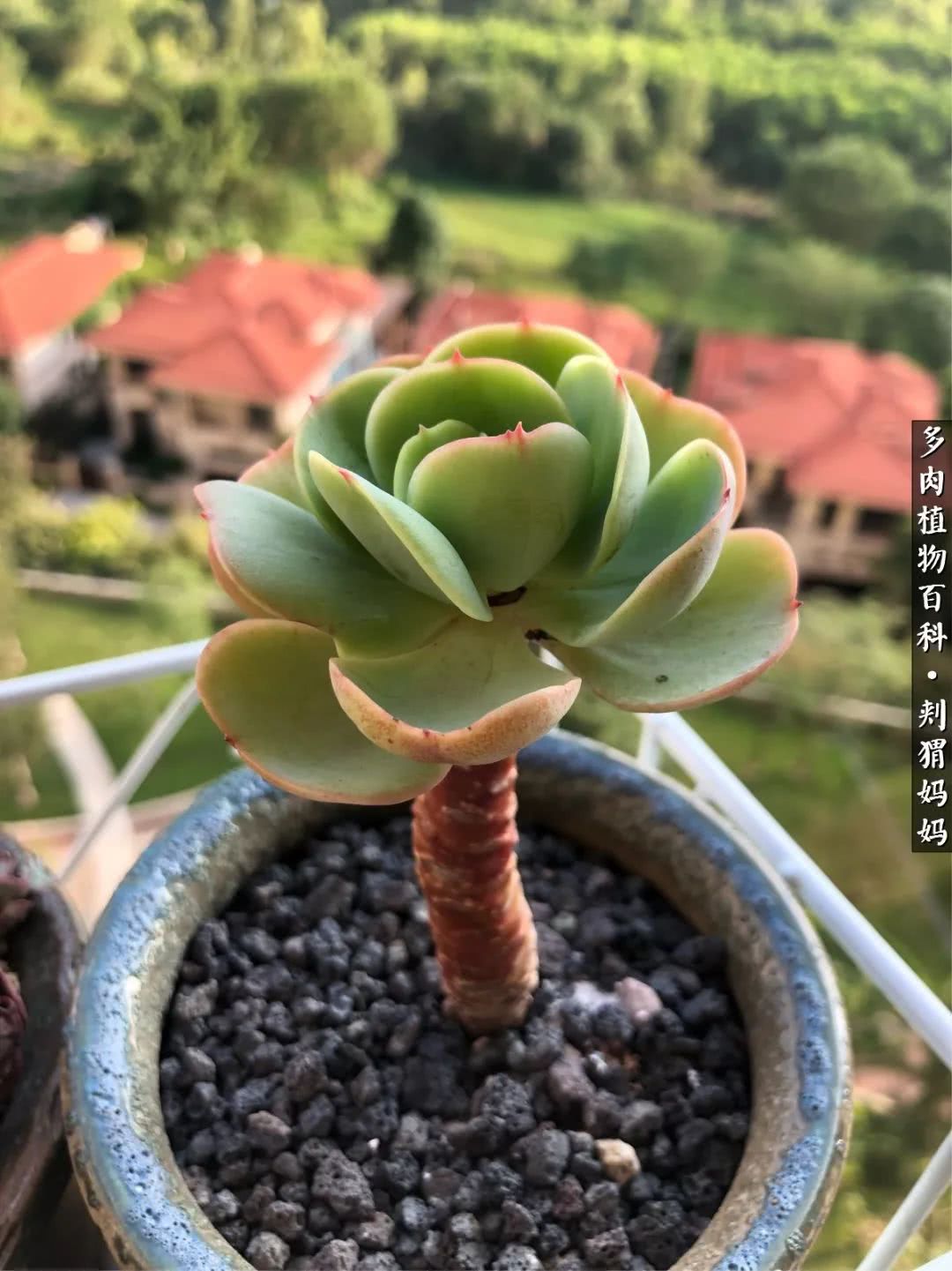 多肉如何度夏的方法,多肉夏天如何度夏