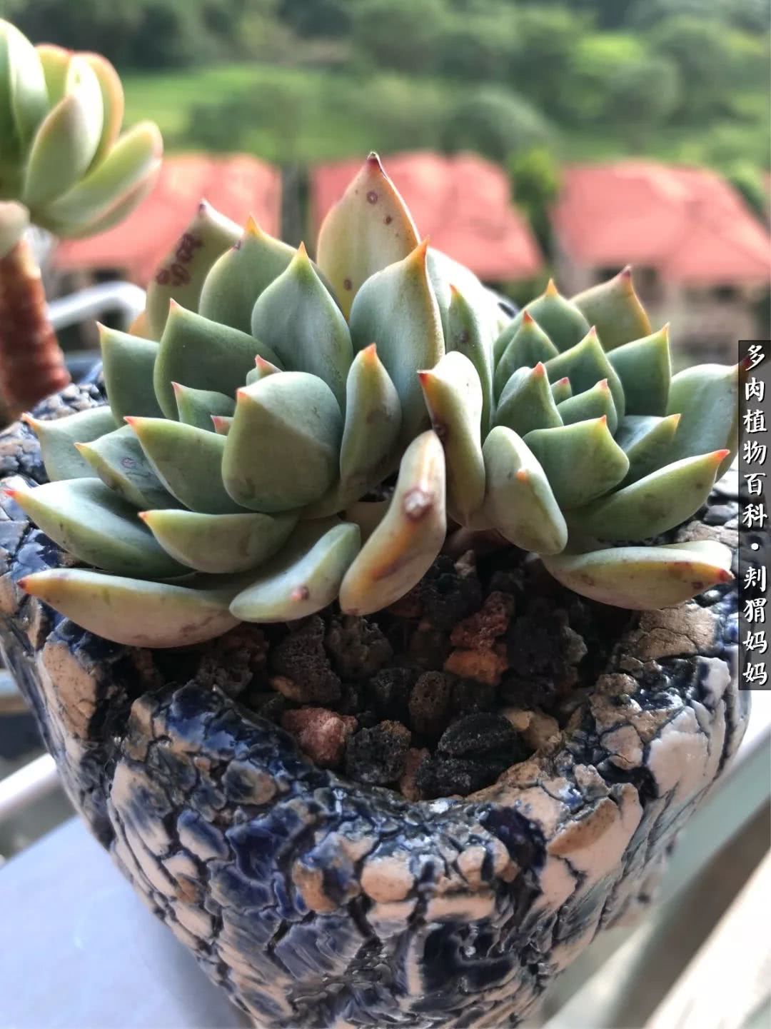 多肉如何度夏的方法,多肉夏天如何度夏