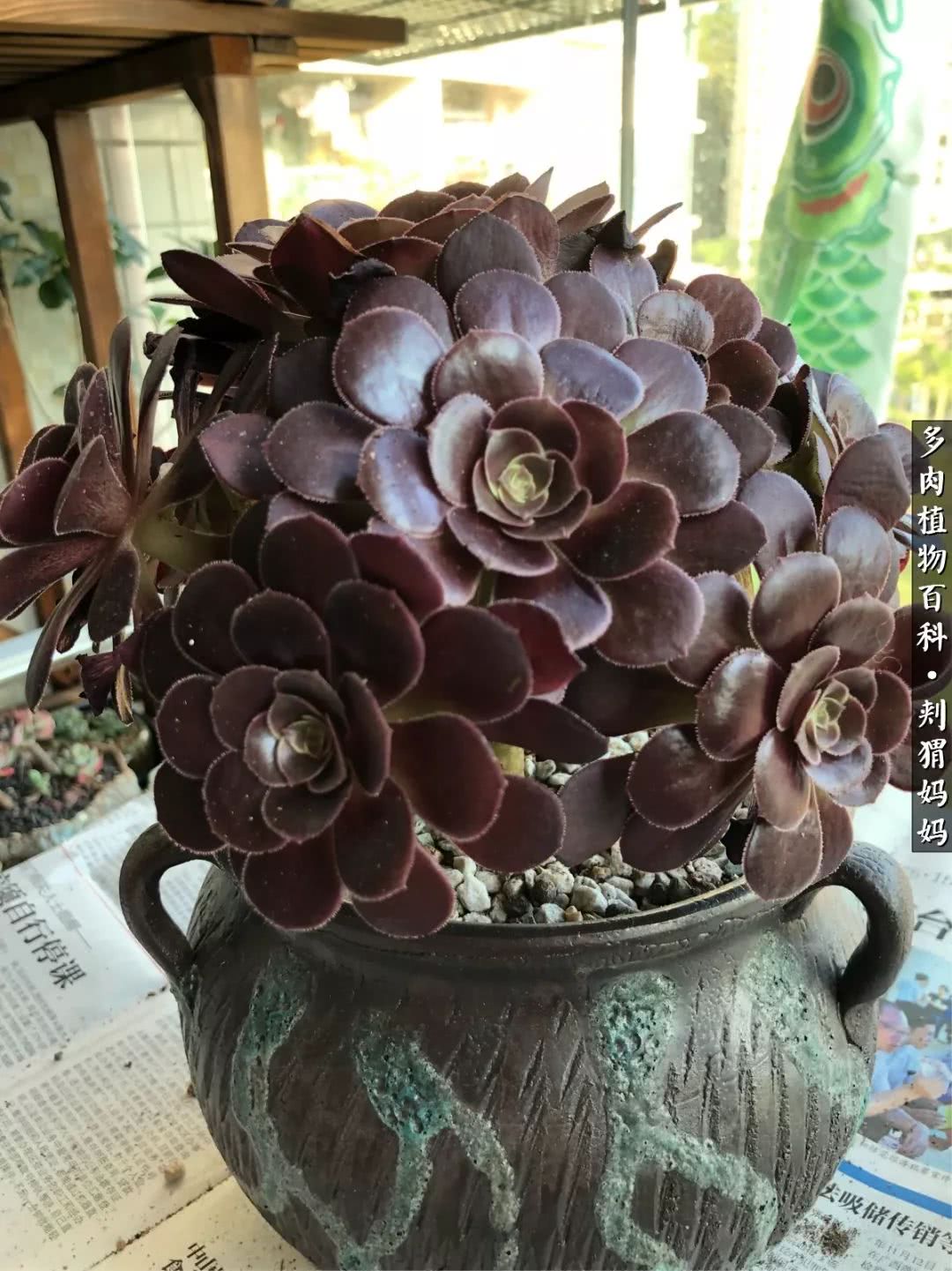 多肉如何度夏的方法,多肉夏天如何度夏