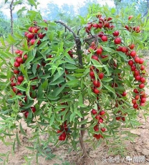 钙果都叫什么名,钙果稀有水果