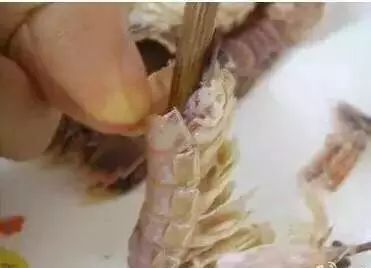 鱼刺戳到手指为什么会感染,被鱼刺扎了会引起感冒吗