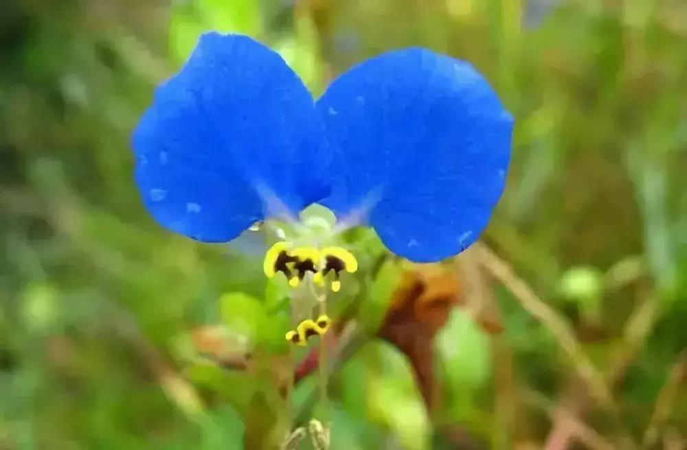 适合夏天养的耐阴植物,夏天养不死花卉