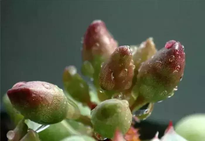 海豹水泡多肉的养护,水泡系列多肉哪些好养活