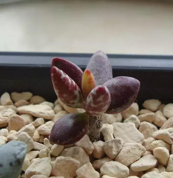 海豹水泡多肉的养护,水泡系列多肉哪些好养活