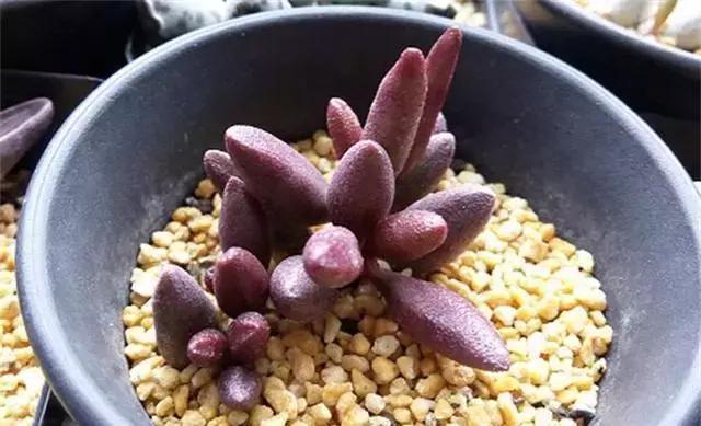 海豹水泡多肉的养护,水泡系列多肉哪些好养活