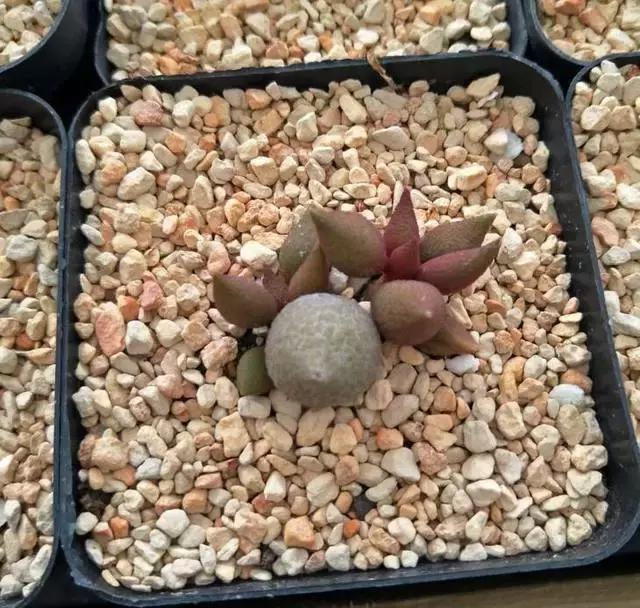 海豹水泡多肉的养护,水泡系列多肉哪些好养活