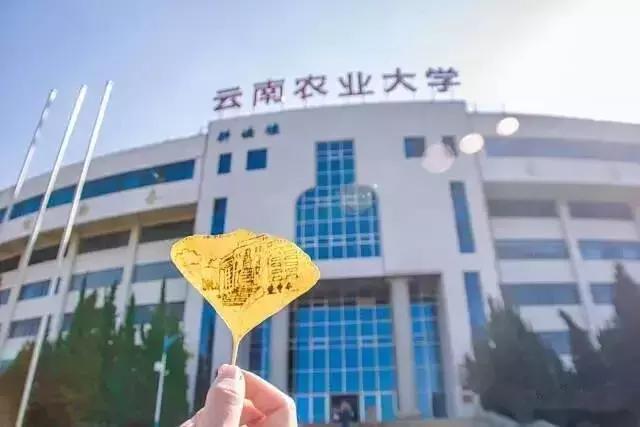 云南最好的大学是哪个大学,云南最好农校