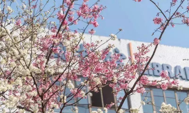 云南最好的大学是哪个大学,云南最好农校