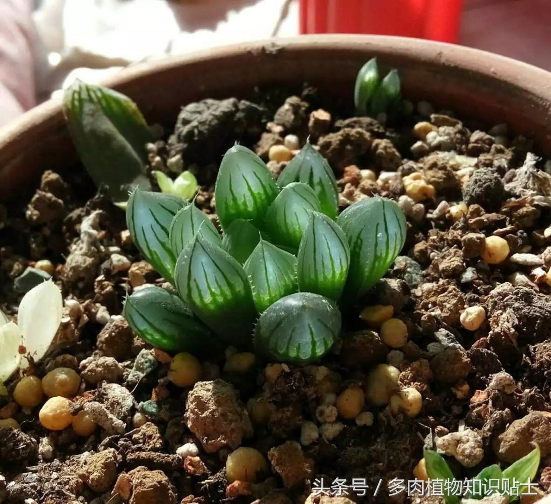 多肉怎么买才划算,多肉商家分析