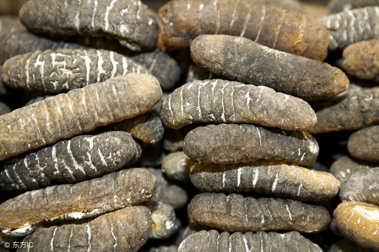 带你了解你不知道的海参内幕,海参的产地决定海参的品质