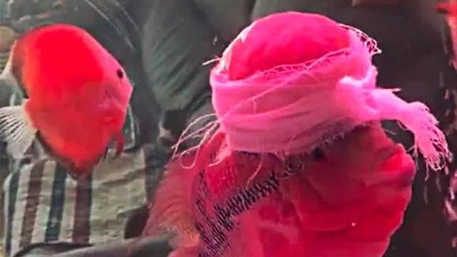 龙鱼打架受伤奄奄一息,龙鱼大战罗汉