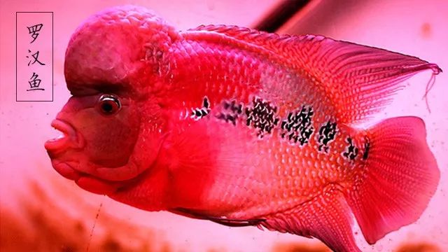 龙鱼打架受伤奄奄一息,龙鱼大战罗汉