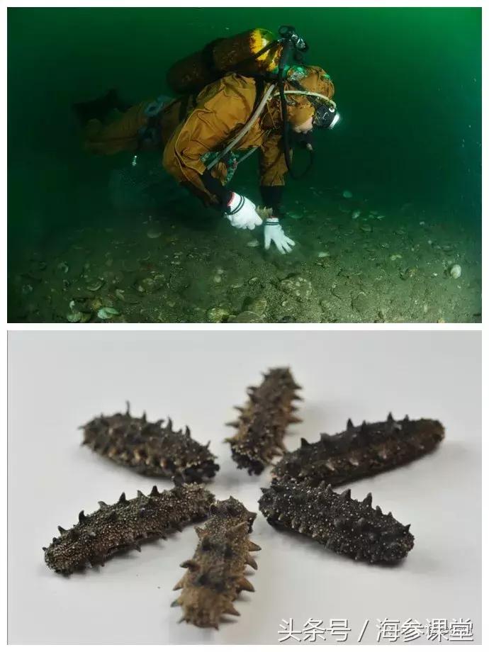 为什么有的海参没有筋,有刺海参和无刺海参价格差多少