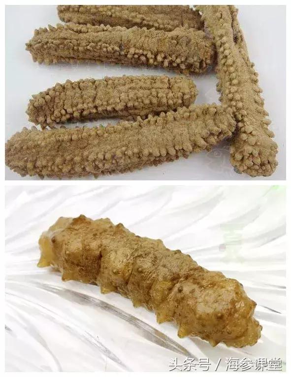 为什么有的海参没有筋,有刺海参和无刺海参价格差多少