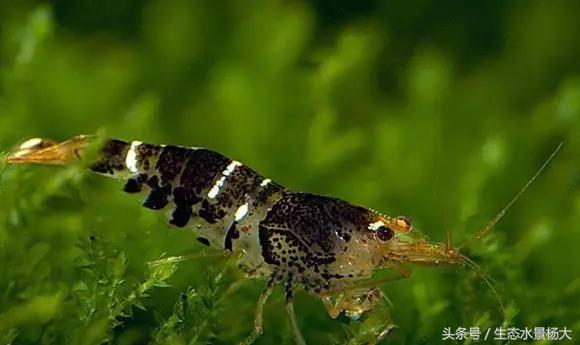 水晶虾用塑料水草可以吗,水族盐对观赏虾有影响吗